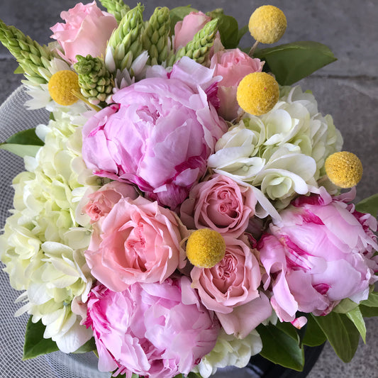 Blooming Peonies on Saturday 01 November 2025